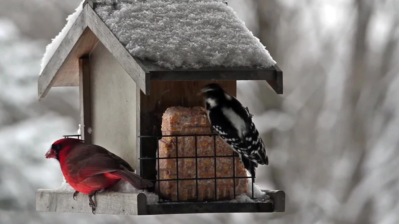 Onlyfly Bird Feeder Review: Pros, Cons, Setup, Pests